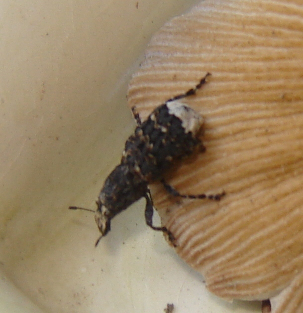 Che cos''?!? Platyrhinus resinosus (Anthribidae)